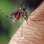 بیماری های مسری که توسط پشه‌ ها انتقال داده می شوند!