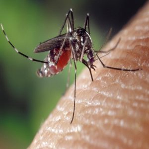 بیماری های مسری که توسط پشه‌ ها انتقال داده می شوند!