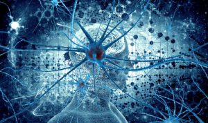 طرز عملکرد یک سلول عصبی چیست؟