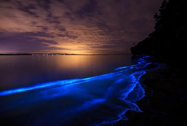 پلانکتون بیولومینسنت Bioluminescence، خلیج جرویس Jervis Bay، ولز جنوبی جدید